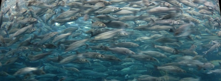 banco sardine