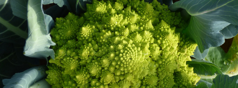 cavolfiore2